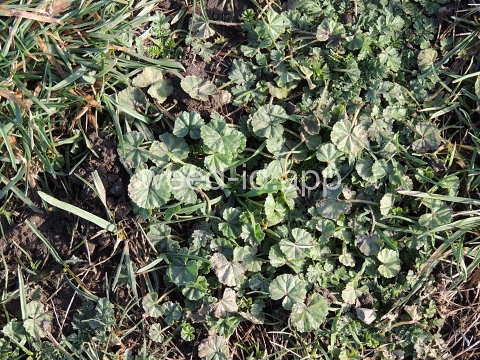 mallow, common